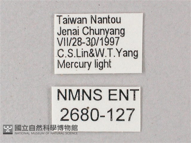 藏斜紋天蛾藏品圖，第3張