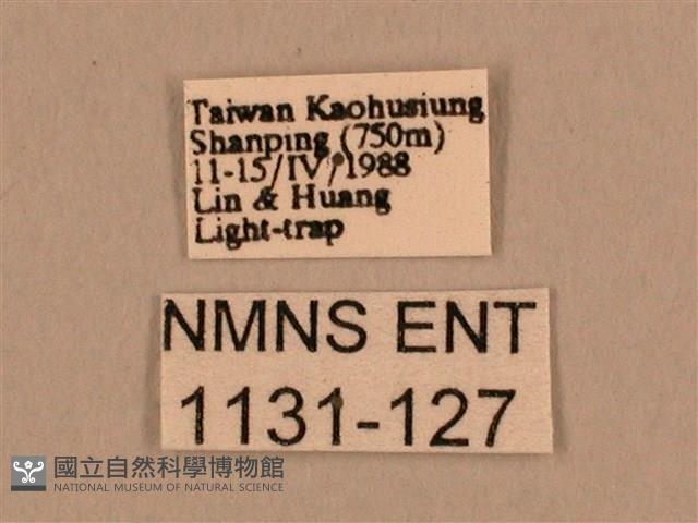 背線天蛾藏品圖，第3張