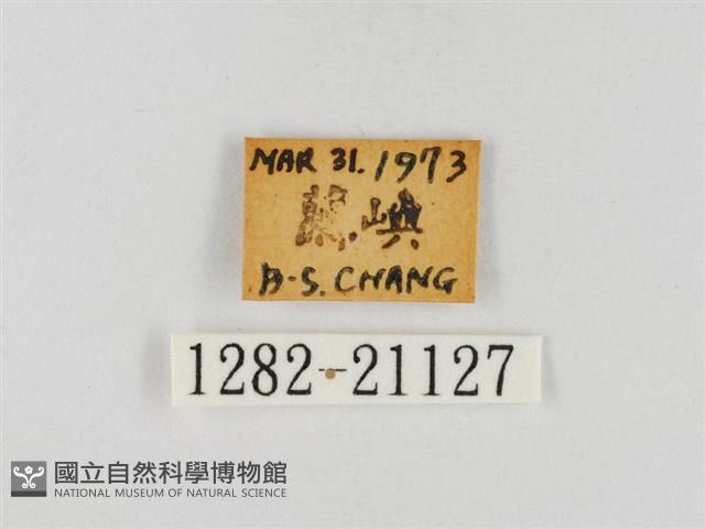 尖翅絨弄蝶藏品圖，第3張