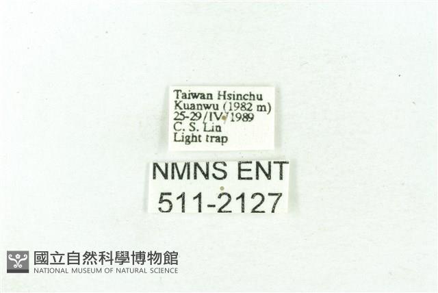 臺雪苔蛾藏品圖，第3張