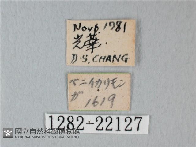 帶錨紋蛾藏品圖，第3張