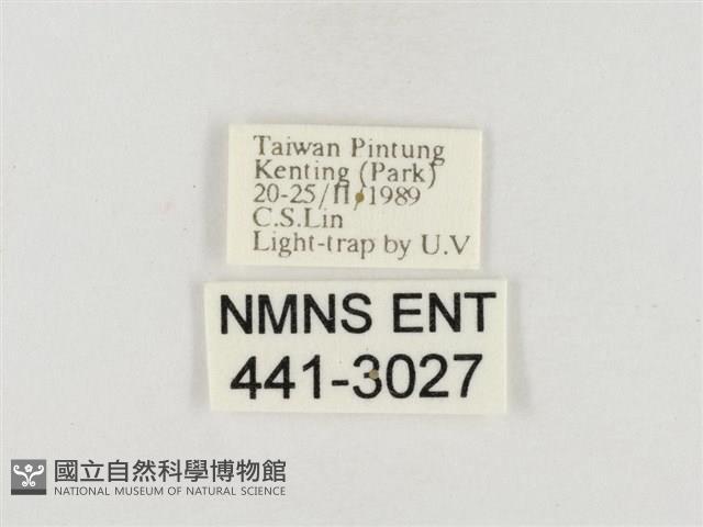 榕透翅毒蛾藏品圖，第3張