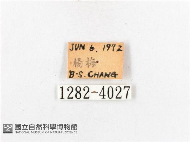 木毒蛾藏品圖，第3張