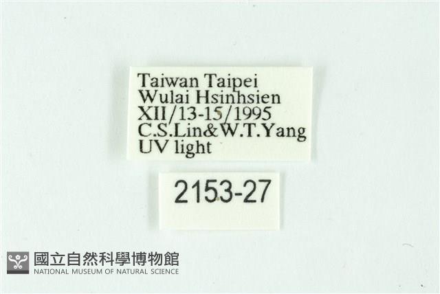 三條橙燈蛾藏品圖，第3張