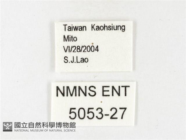 鑲邊尖粉蝶藏品圖，第3張