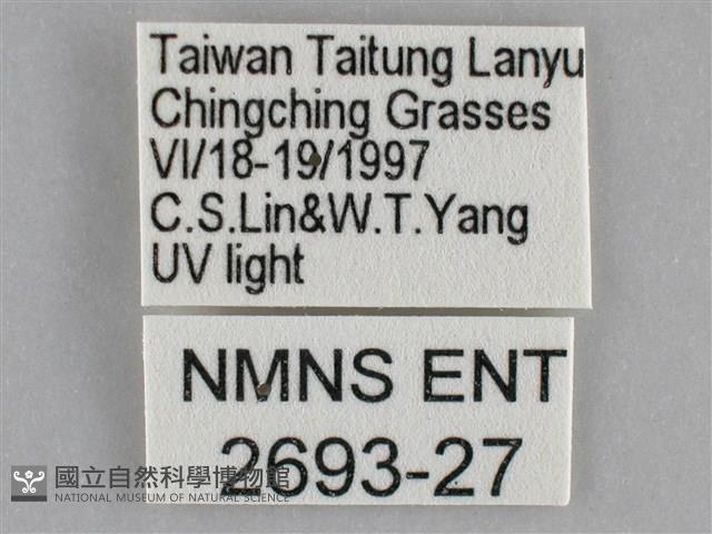 雙黃條天蛾藏品圖，第3張