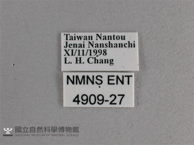 大紅蛺蝶藏品圖，第3張