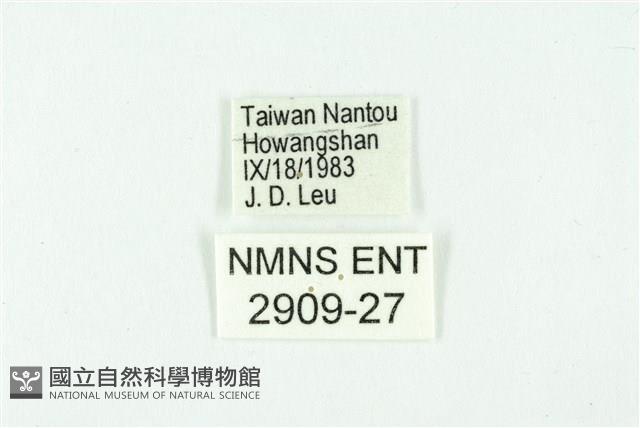 白雀斑灰蝶藏品圖，第3張