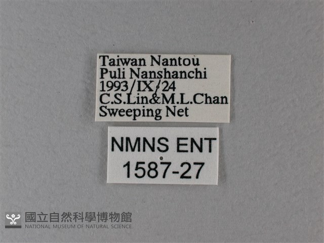 雙色帶蛺蝶藏品圖，第3張