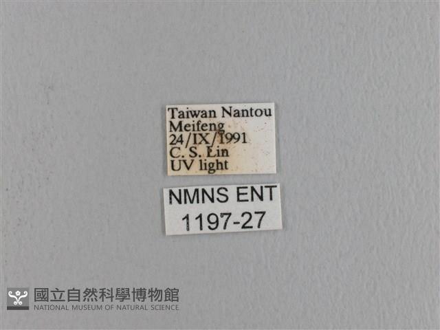 波紋枯葉蛾藏品圖，第3張