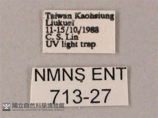 藏斜紋天蛾藏品圖，第3張