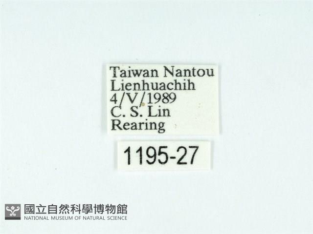 黃肩奇蛾藏品圖，第3張