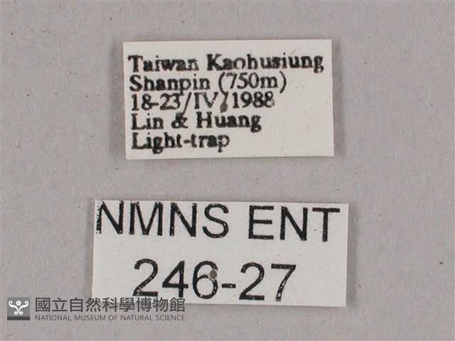 細斜紋霜天蛾藏品圖，第3張