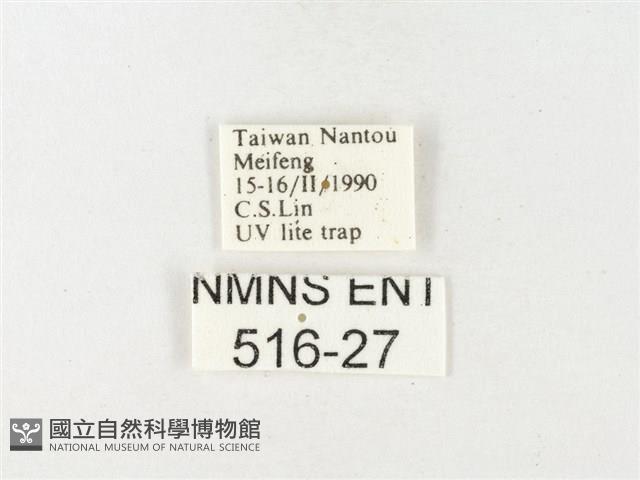 紋黃粉蝶藏品圖，第3張