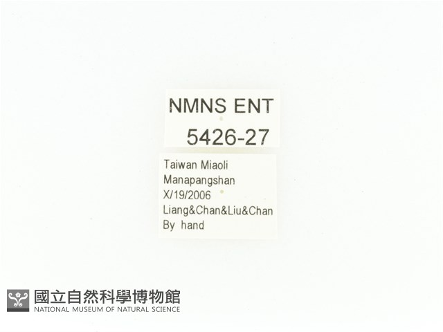 臺灣扇角金龜藏品圖，第2張