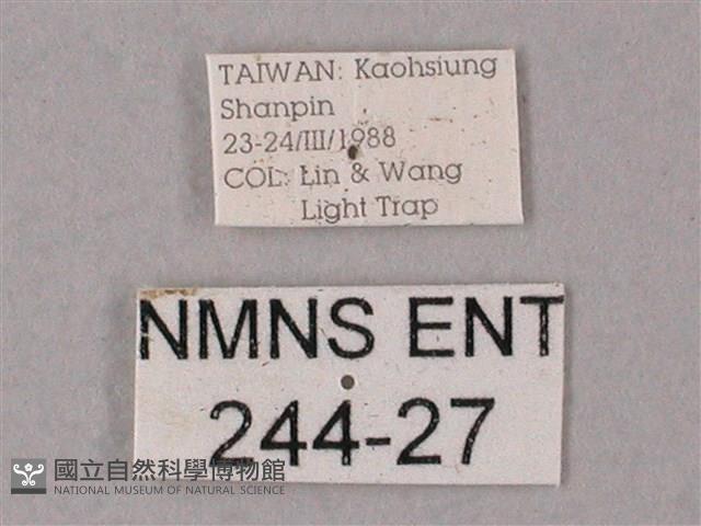 齒翅三線天蛾藏品圖，第3張