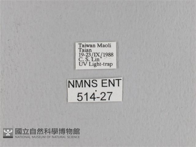 松大毛蟲藏品圖，第3張