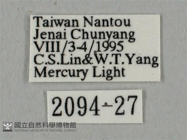 廣東鷹翅天蛾藏品圖，第3張