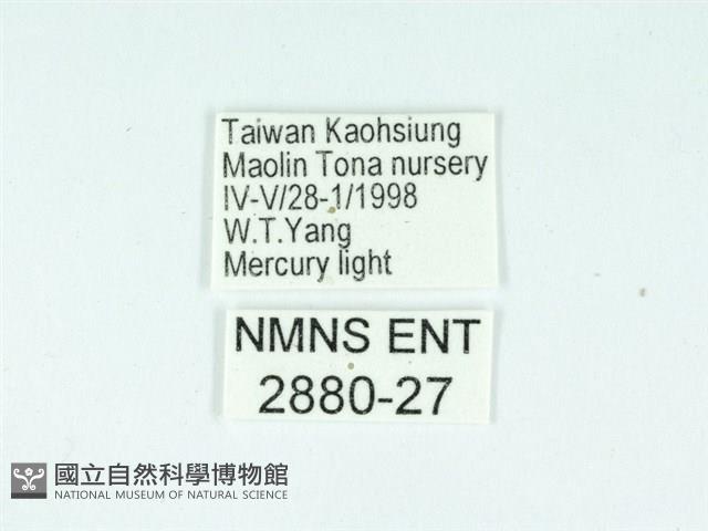 長腳大織蛾藏品圖，第3張