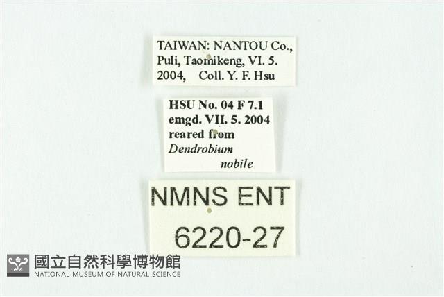 蘭灰蝶藏品圖，第3張
