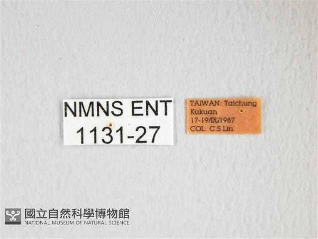 雙黑目天蠶蛾藏品圖，第3張