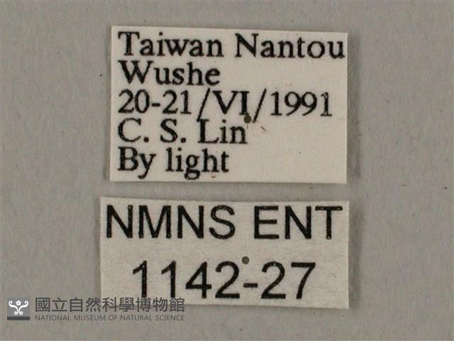 廣東鷹翅天蛾藏品圖，第3張