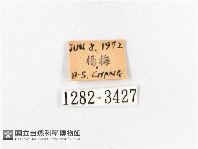 木毒蛾藏品圖，第3張