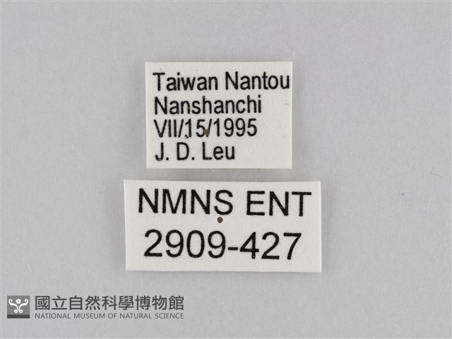 褐翅蔭眼蝶藏品圖，第3張