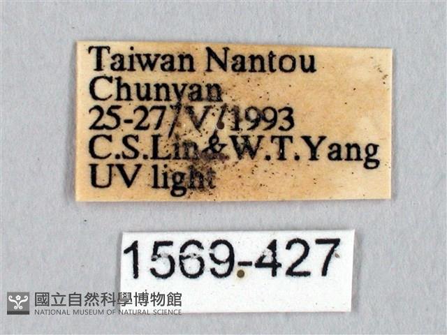 蓬萊灰紋帶蛾藏品圖，第3張