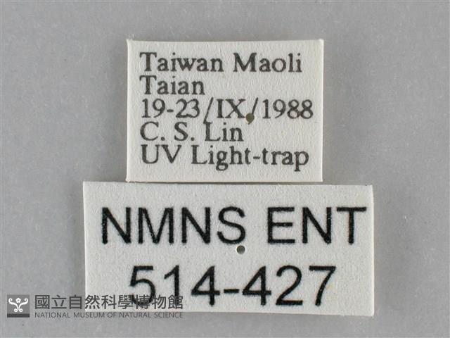 眉原褐刺蛾藏品圖，第3張