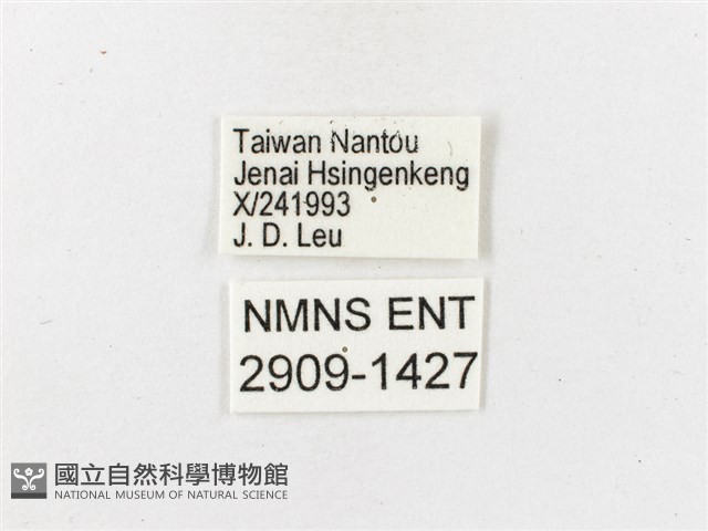 玉山幽眼蝶藏品圖，第3張