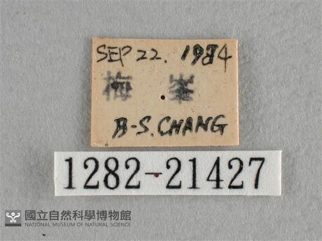 雅波灰蝶藏品圖，第3張