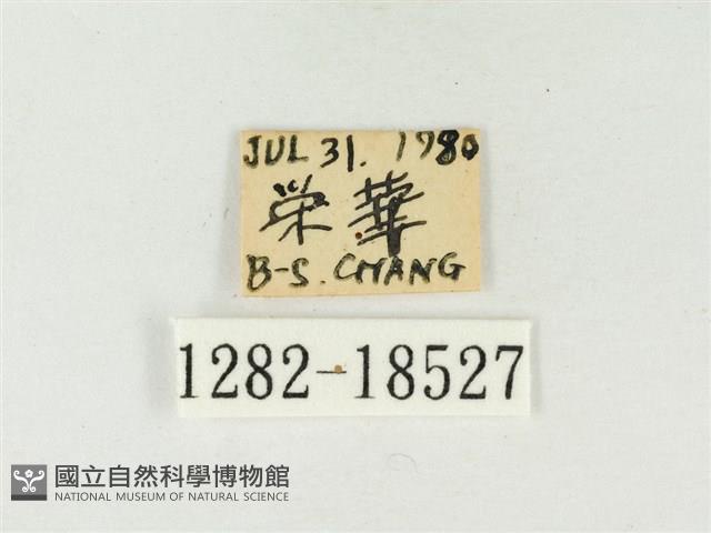 大娜波灰蝶藏品圖，第3張