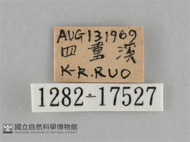 細波遷粉蝶藏品圖，第3張