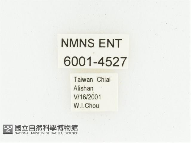 巴蘭陷紋金龜藏品圖，第2張