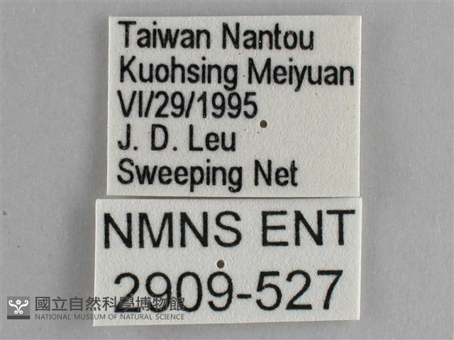 藍紋鋸眼蝶藏品圖，第3張