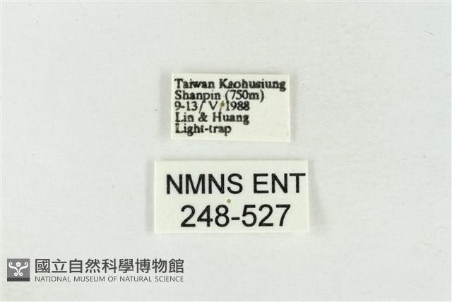 印華波紋蛾藏品圖，第3張