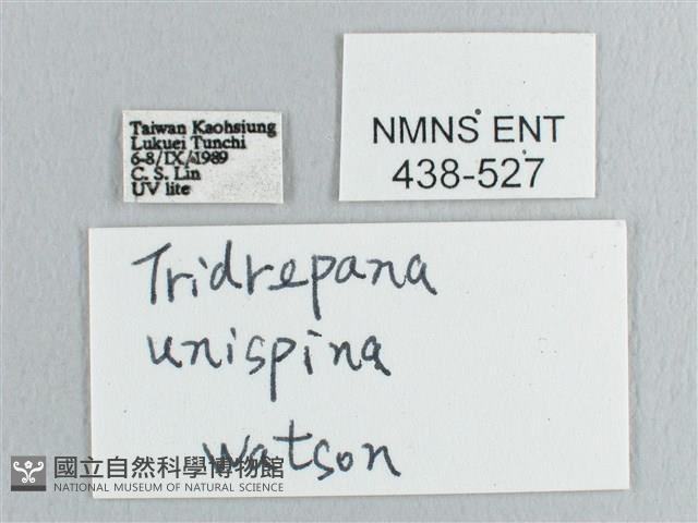 銀斑黃鉤蛾藏品圖，第3張