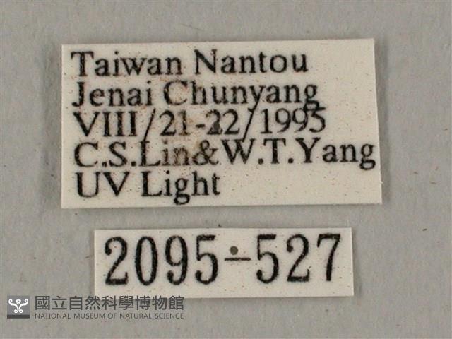 廣東鷹翅天蛾藏品圖，第3張