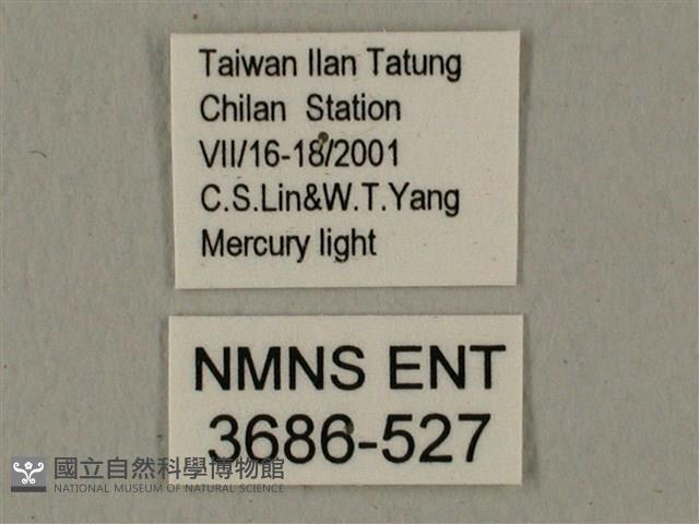 半緣缺角天蛾藏品圖，第3張