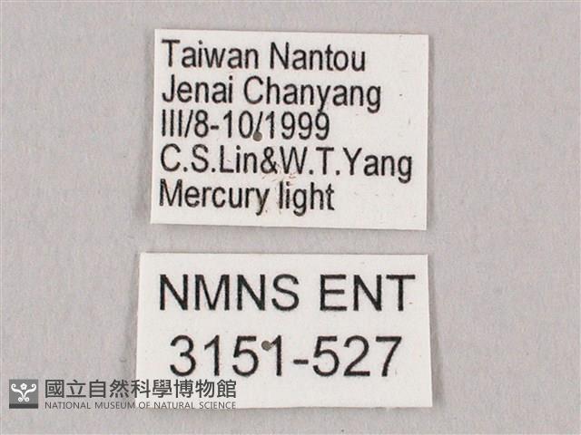 栗六點天蛾藏品圖，第3張