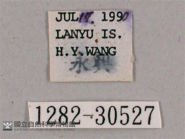 背帶斜紋天蛾藏品圖，第3張