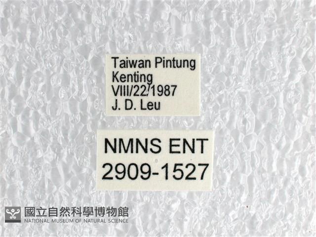 翠斑青鳳蝶藏品圖，第3張