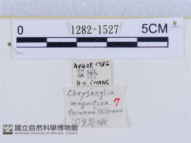 閃光苔蛾藏品圖，第3張