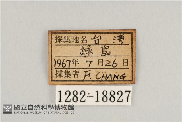 藍灰蝶沖繩亞種藏品圖，第3張