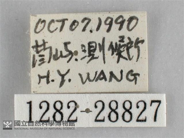 霜天蛾藏品圖，第3張