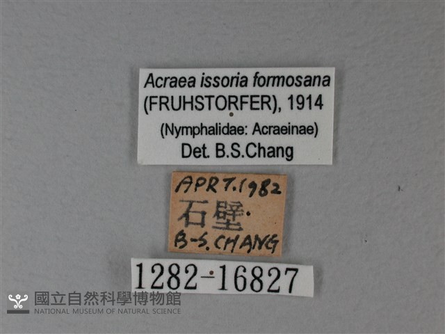 苧麻細蝶藏品圖，第3張