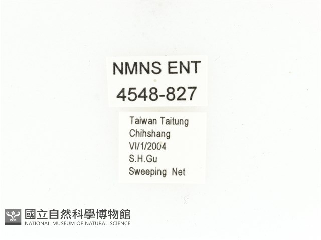 東方白點花金龜藏品圖，第2張
