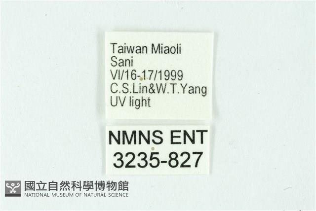 三條橙燈蛾藏品圖，第3張