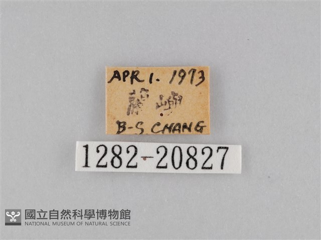 小波眼蝶藏品圖，第3張